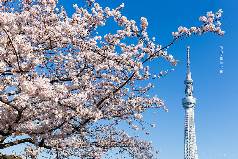 【4月 春】東京 晴空塔